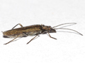 Oedemera lurida